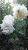 garden of roses - oare (2)