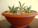 Grup de 3 agave