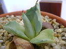 Agave isthmensis cv. Orhi Razin Shirifukurin
