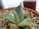 Agave isthmensis cv. Orhi Razin Shirifukurin