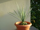 Yucca rostrata & Haworthia glabrata