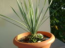 Yucca rostrata & Haworthia glabrata