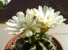 Gymnocalycium quehlianum