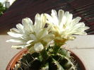 Gymnocalycium quehlianum