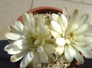 Gymnocalycium quehlianum