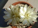 Gymnocalycium quehlianum