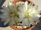 Gymnocalycium quehlianum