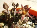 Piaranthus geminatus v. foetidus