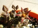Piaranthus geminatus v. foetidus