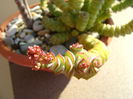Crassula marnieriana