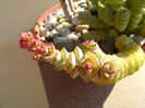 Crassula marnieriana