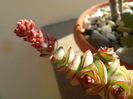 Crassula marnieriana