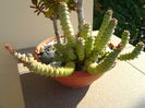 Crassula marnieriana
