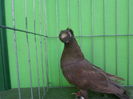 SAM_4156