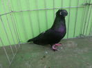 SAM_4184