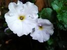 white glory