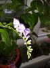 Duranta repens