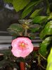 Achimenes