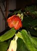 Detaliu floare
