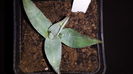 Agave Blue Ember