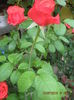 Picture 6622