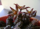 Piaranthus geminatus v. foetidus