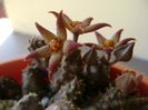 Piaranthus geminatus v. foetidus