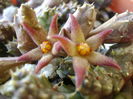 Piaranthus geminatus v. foetidus