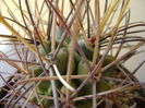 Glandulicactus uncinatus v. wrightii, detaliu