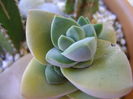 Crassula cv. ''Moonglow''