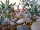 Trichodiadema densum, detaliu caudex