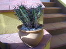 Euphorbia ferox