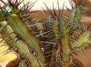 Euphorbia ferox