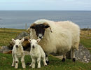 Oita Dartmoor Scotch Blackface cu doi miei-4