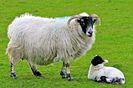 Oita Dartmoor Scotch Blackface cu mielusel