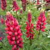 cafelute-lupinus-the-pages RG