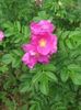 rosa rugosa Royal plant