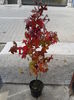 liquidambar 1,5m=100lei