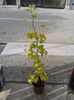 ginkgo biloba 1,3m=100lei