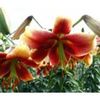 bulbi-crini-fraulein-cornelia-0A1A-150x150-1