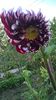 IMG-20160922-WA0001
