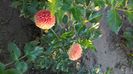 IMG-20160922-WA0005