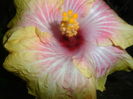 tahitian lovely
