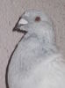 M 3 LUNI