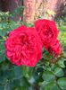 Red LdV
