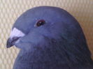 INVIDIEI