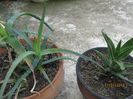aloe