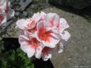 21526-pelargonium-salmon-picotee-b