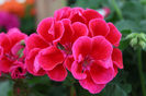 Geranium-Calliope-Crimson-Flame-2