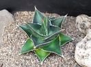 Agave difformis nana